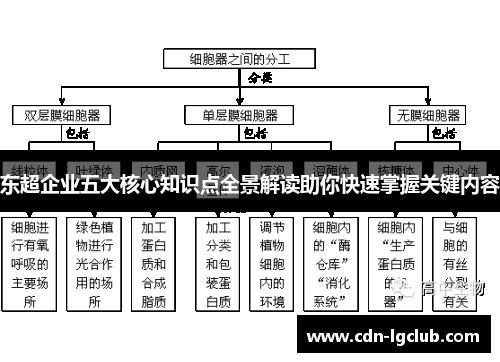 东超企业五大核心知识点全景解读助你快速掌握关键内容